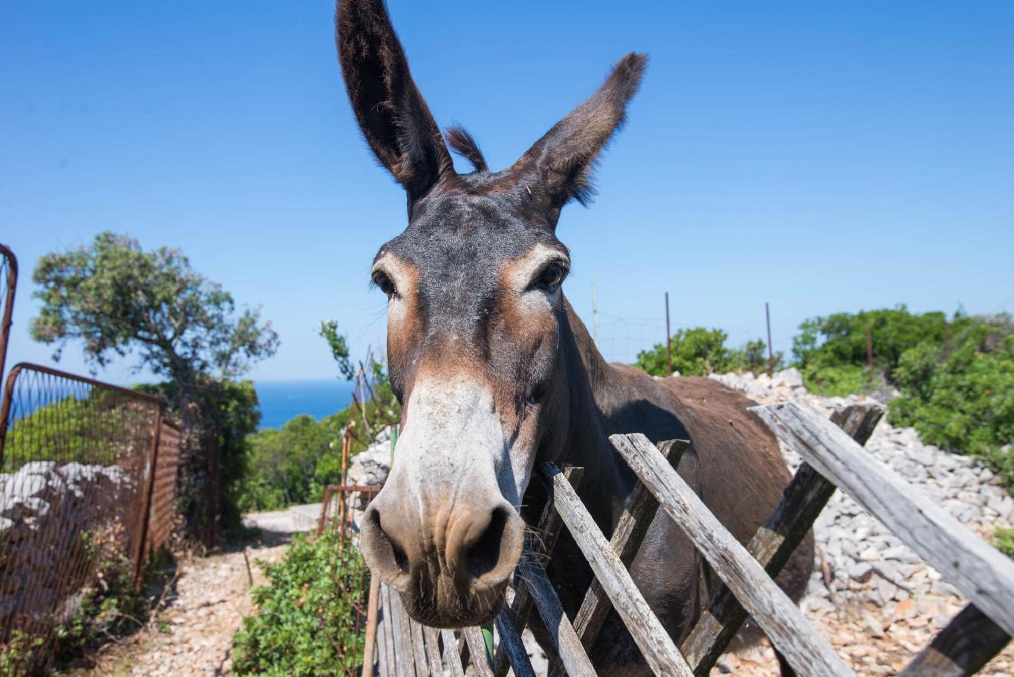 App Bonic Apartment Veli Lošinj Екстериор снимка