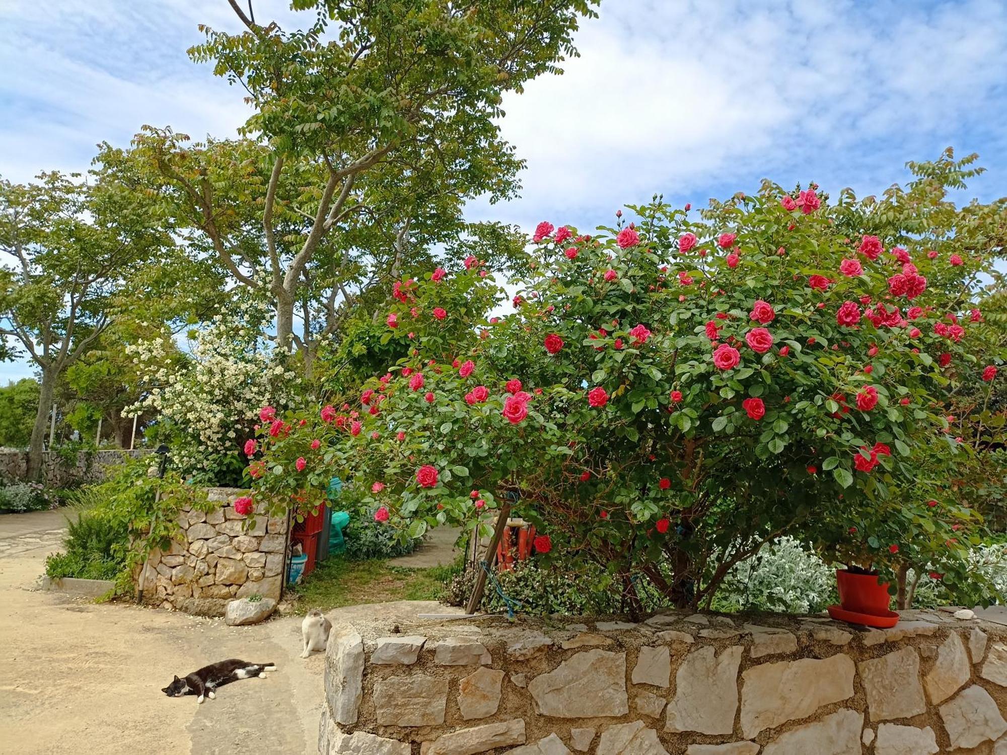 App Bonic Apartment Veli Lošinj Екстериор снимка